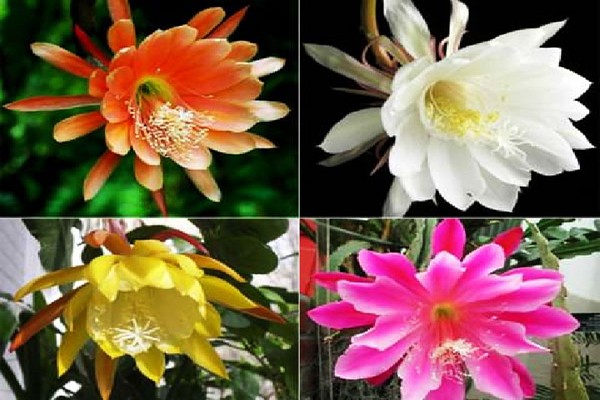 Epiphyllum