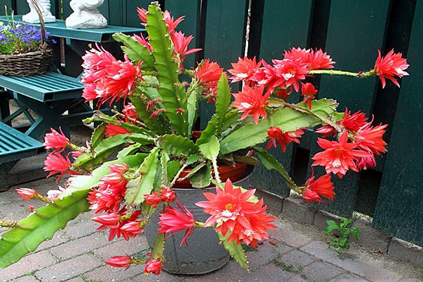 Kaktus epiphyllum