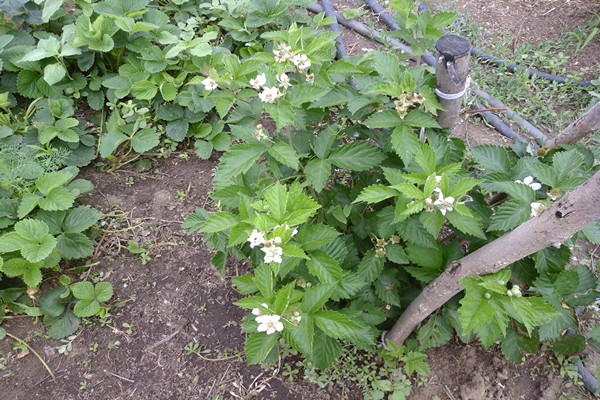 Beschreibung der Brombeer-Asterina-Sorte