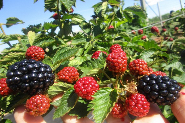 Brombeer-Asterina-Qualität