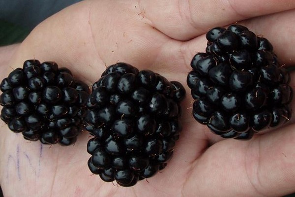 blackberry auchita bewertungen