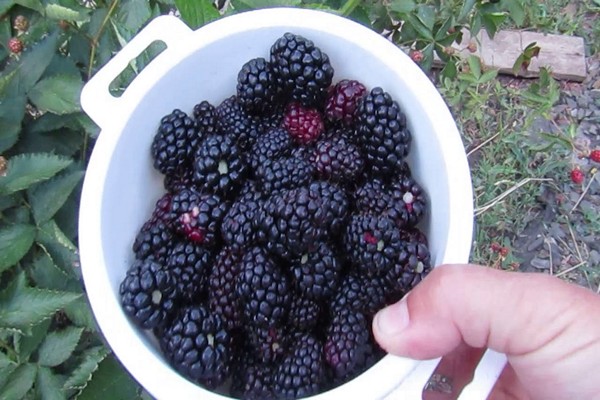 blackberry auchita variety description photo