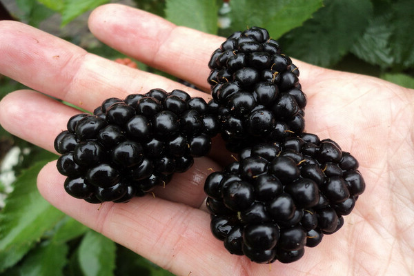 Blackberry variety Polar