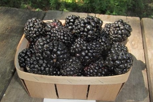 Triple Crown Blackberry: description