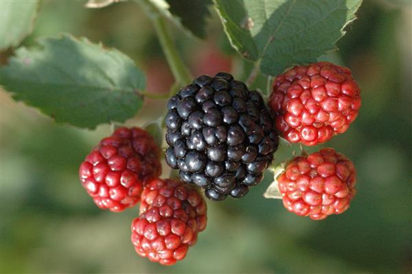 Blackberry osage photo