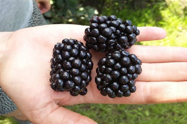 Larawan ng blackberry triple crown