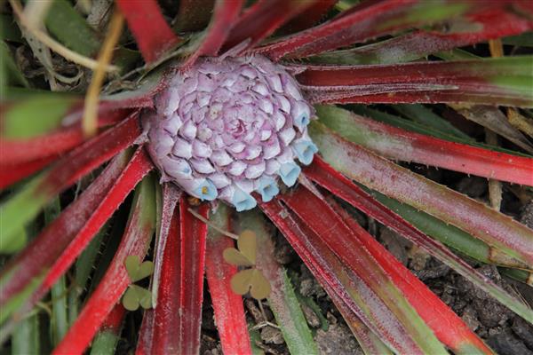 Fascicularia photo