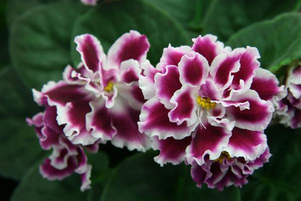 Violet frosty cherry photo