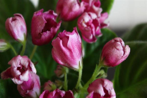 Violettes Zaubertulpenfoto