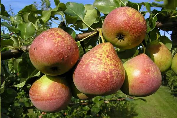 Pear Marble photo