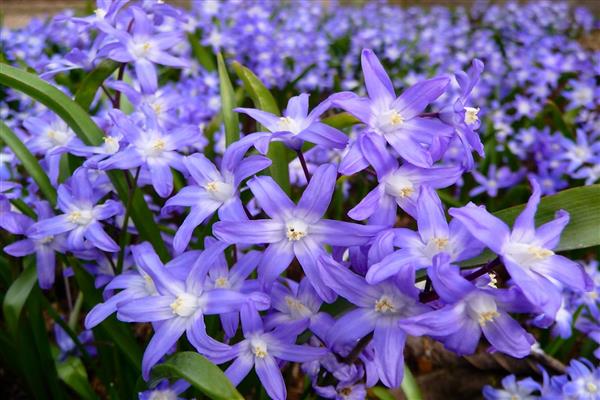 Chionodox photo