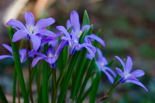 Chionodox photo