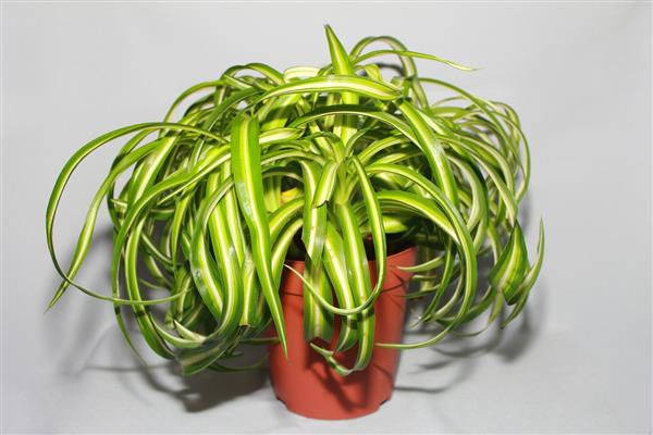 Photo Chlorophytum