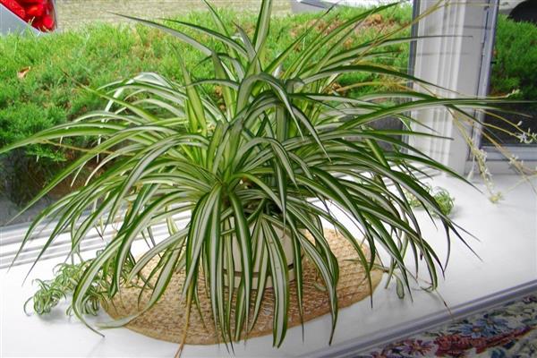 Photo Chlorophytum