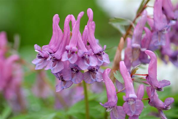 Corydalis-Foto