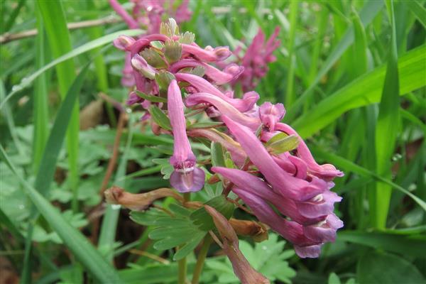 Larawan sa Corydalis