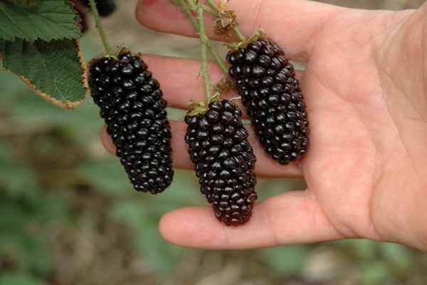 mga pagsusuri sa larawan ng iba't ibang paglalarawan ng blackberry