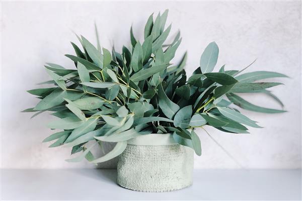 Indoor eucalyptus photo