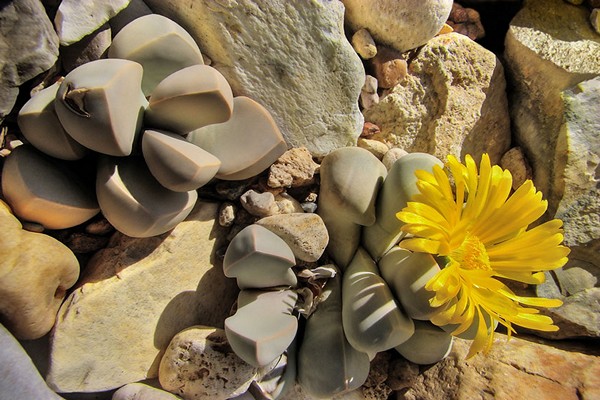 lapidaria margaret