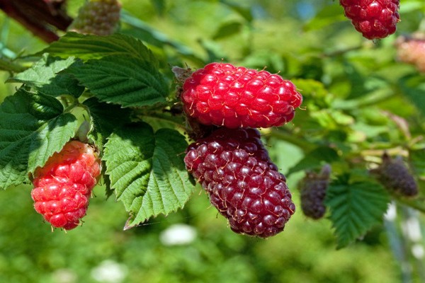 the best varieties of blackberries