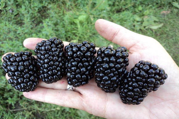 blackberry variety description photo reviews