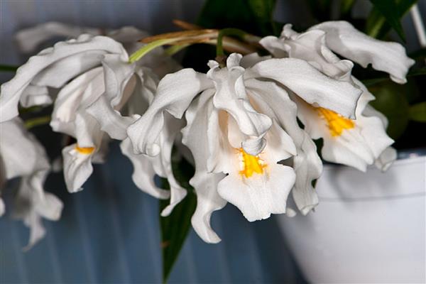 Célogins Orchideenfoto