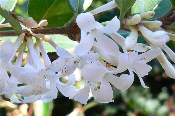 Osmanthus photo