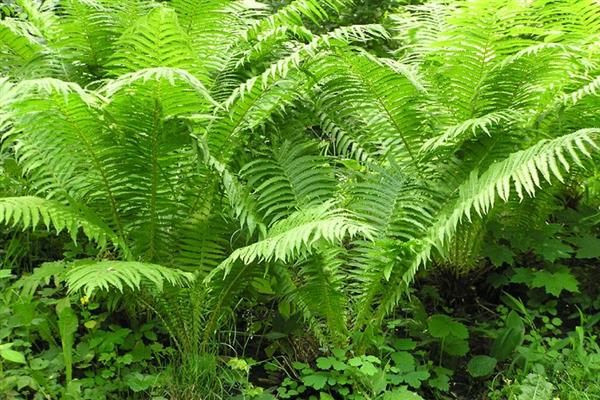 Bracken fern photo