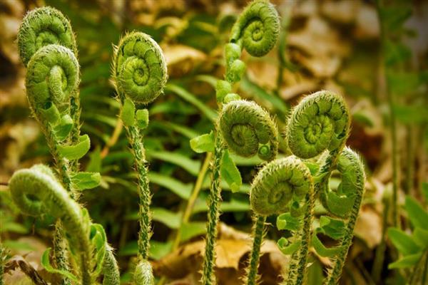 Bracken na litrato ng pako