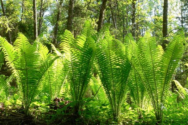 Larawan ng ostrich ng Fern