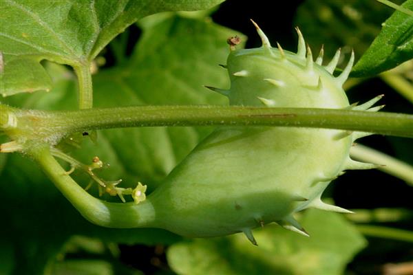 Larawan ng pipino ng Peru