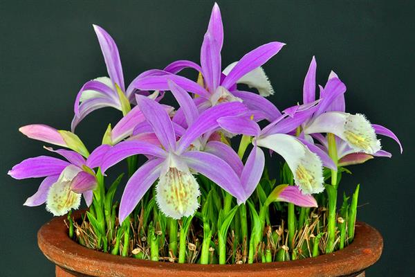 Pleione-Foto