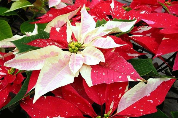 Poinsettia photo