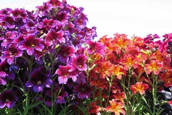 Salpiglossis Blumen