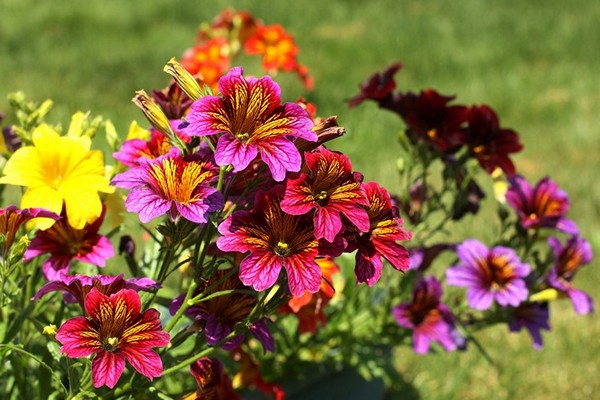 Salpiglossis Foto