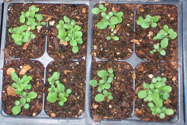 Salpiglossis-Anbau