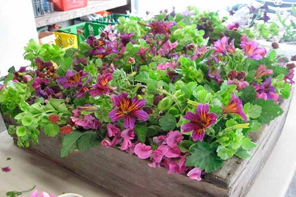 salpiglossis