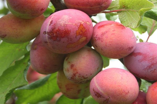 Plum in Memory of Timiryazev photo