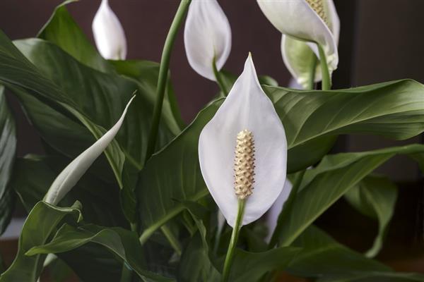 Spathiphyllum photo