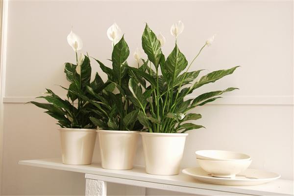 Spathiphyllum photo