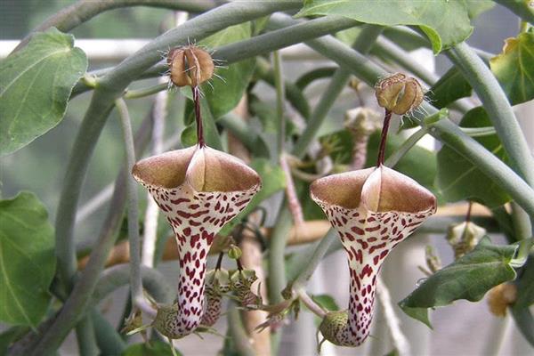 Ceropegia photo