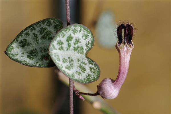 Ceropegia-Foto