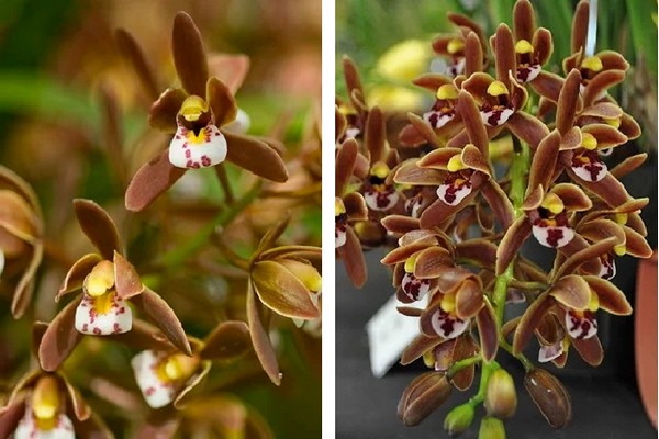 Cymbidium + zu Hause