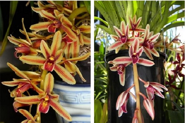 hausgemachtes Cymbidium