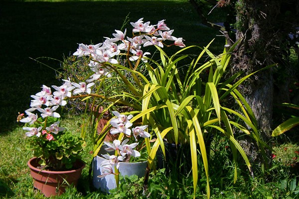 Cymbidium Foto