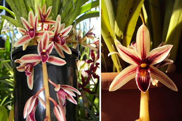 Cymbidium Pflege + zu Hause