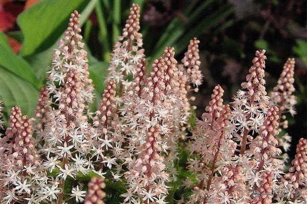 Tiarella litrato