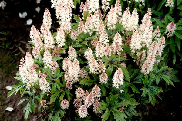 Tiarella-Foto