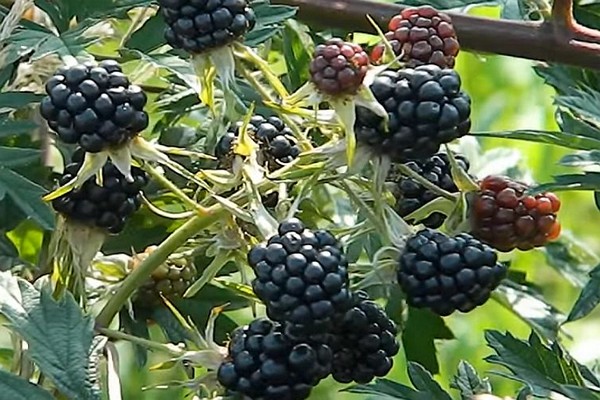 blackberry variety reviews