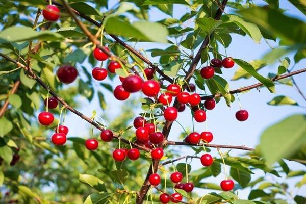 Cherry Seliverstovskaya foto